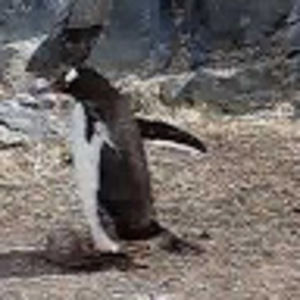 Meet your Posher, Paul